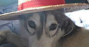 Roxy participe au concours pour gagner de l'argent avec cette photo : animal, background, bed, blue_sheets, canine, close_up, comfort, dog, face, fur, hat, indoor, light, pet, red_band, relaxed, resting, room, straw_hat, window