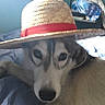 animal, background, bed, blue_sheets, canine, close_up, comfort, dog, face, fur, hat, indoor, light, pet, red_band, relaxed, resting, room, straw_hat, window
