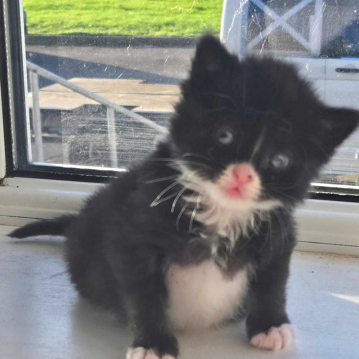 Boots joined the competition — help win amazing prizes! animal, architecture, building, canine, cat, door, face, grass, head, kitten, manx, outdoors, person, pet, photography, plant, portrait, pottedplant, shelter, window
