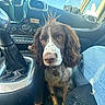 brown, car_interior, casual, clothing, collar, curious, dashboard, denim, dog, fur, gear_shift, leather, pet, seat, seat_cover, sky, sunlight, vehicle, white, window