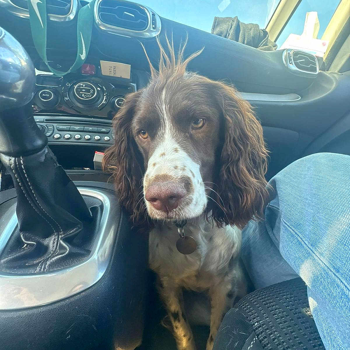 Vanille participe au concours pour gagner de l'argent avec cette photo : brown, car_interior, casual, clothing, collar, curious, dashboard, denim, dog, fur, gear_shift, leather, pet, seat, seat_cover, sky, sunlight, vehicle, white, window