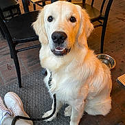 Ace participe au concours pour gagner de l'argent avec cette photo : golden_retriever, dog, pet, leash, cafe, table, chair, water_bowl, shoe, person_leg, smiling, portrait, indoor, floor_mat, brick_floor, looking_up, white_fur, collar, sitting, close_up