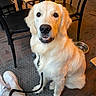 brick_floor, cafe, chair, close_up, collar, dog, floor_mat, golden_retriever, indoor, leash, looking_up, person_leg, pet, portrait, shoe, sitting, smiling, table, water_bowl, white_fur