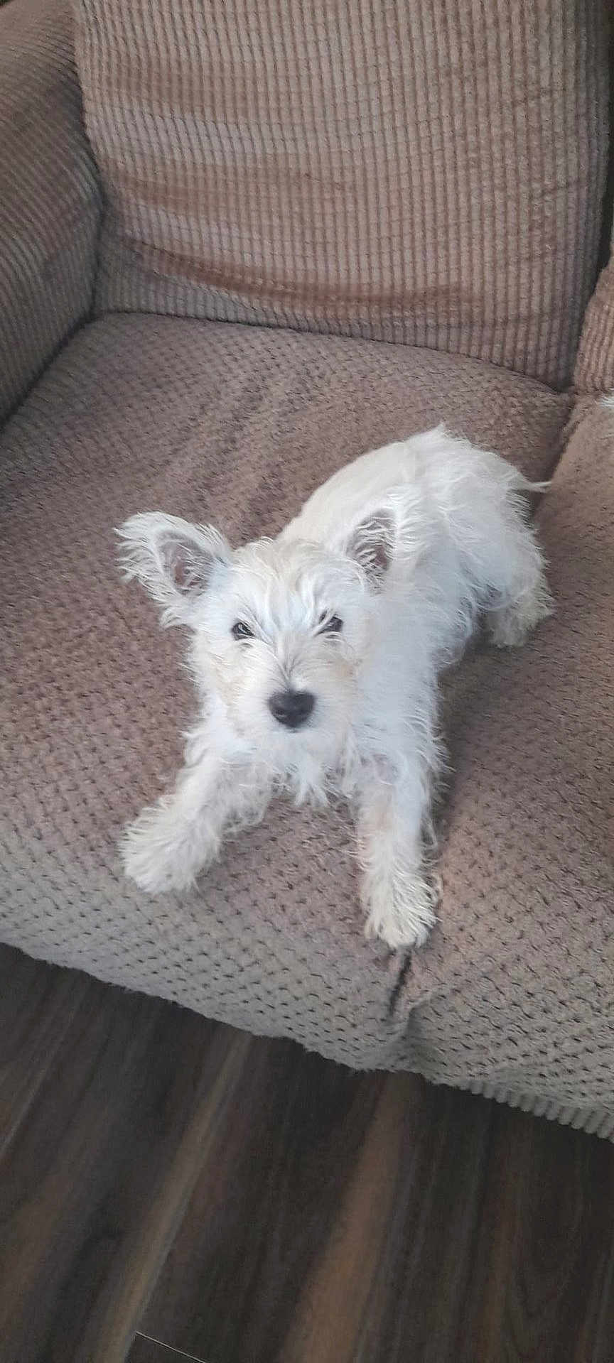 Bobbie is registered to the contest to win money with this photo: dog, white_dog, small_dog, fluffy, pet, couch, furniture, indoor, home, relaxed, ears, looking, animal, mammal, fur, floor, comfort, cute, laying, texture