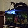 cat, fish_tank, aquarium, indoor, pet, animal, furniture, stone_wall, wood, relaxing, tank, decor, home, resting, mammal, domestic_animal, feline, living_room, low_light, blurry