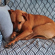 Lady. a rejoint le concours — aidez-le/la à gagner de superbes lots ! dog, brown_dog, curled_up, resting, pillow, blanket, patterned_blanket, indoor, pet, canine, sleepy, cozy, fur, paw, snug, relaxed, animal, companion, home, cute