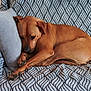 dog, brown_dog, curled_up, resting, pillow, blanket, patterned_blanket, indoor, pet, canine, sleepy, cozy, fur, paw, snug, relaxed, animal, companion, home, cute