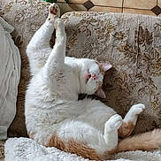 Cooky. participe au concours pour gagner de l'argent avec cette photo : cat, white_cat, orange_cat, stretching, sleeping, couch, blanket, patterned_fabric, indoor, tile_floor, green_stool, relaxed, fluffy, pet, cute, napping, cozy, feline, home, resting