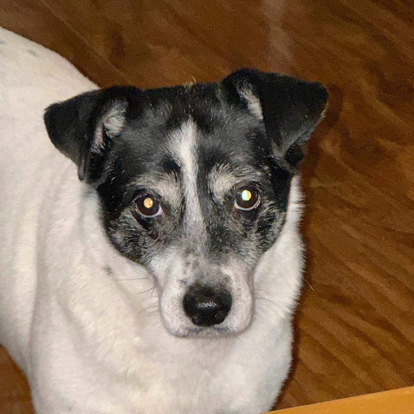 Star joined the competition — help win amazing prizes! animal, black_and_white, canine, close_up, companion, curious, dog, domestic_animal, ears, face, floor, fur, indoor, looking_at_camera, pet, portrait, snout, table, whiskers, wooden_floor