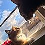 Koko is registered to the contest to win money with this photo: cat, window, sky, clouds, sunlight, polka_dot, fur, whiskers, collar, reflection, indoor, pets, animals, closeup, portrait, orange, black, white, resting, curious