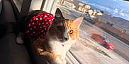 Koko is registered to the contest to win money with this photo: cat, calico_cat, windowsill, sunlight, red_clothing, polka_dot, indoor, pet, animal, feline, relaxing, curious, window, suburban, daylight, house, car, couch, whiskers, fur