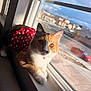 cat, calico_cat, windowsill, sunlight, red_clothing, polka_dot, indoor, pet, animal, feline, relaxing, curious, window, suburban, daylight, house, car, couch, whiskers, fur