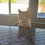 cat, orange_cat, white_cat, curious, indoor, window, blinds, granite_countertop, reflection, sunlight, pets, animal, feline, table, daylight, home, domestic, cute, whiskers, paws