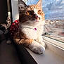 Koko is registered to the contest to win money with this photo: cat, indoor, window, sunlight, orange_cat, white_cat, polka_dot, clothing, relaxing, pets, feline, domestic_animal, window_sill, sky, clouds, house, shadow, companion, curious, natural_light