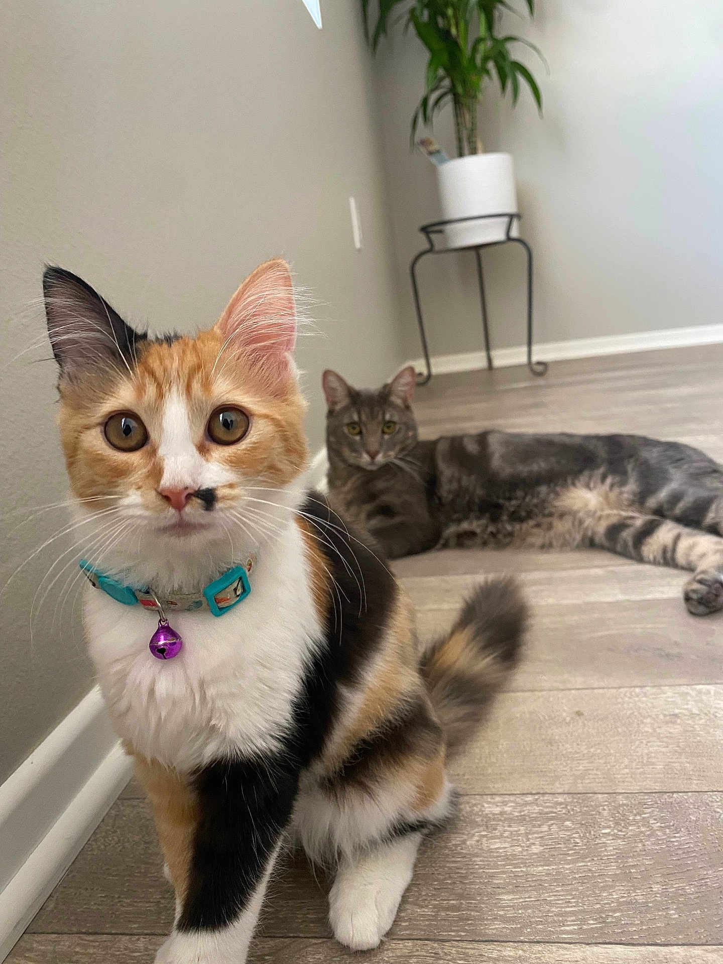 Koko joined the competition — help win amazing prizes! cat, calico_cat, kitten, gray_tabby, pet, indoor, floor, wooden_floor, collar, bell, plant, potted_plant, feline, animal, curious, relaxed, sitting, lying_down, home, domestic