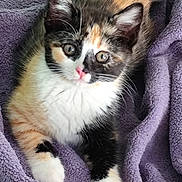 Moana a rejoint le concours — aidez-le/la à gagner de superbes lots ! animal, blanket, calico, cat, cozy, curious, cute, domestic, ears, fur, indoor, kitten, mammal, paws, pet, purple, resting, soft, whiskers, young