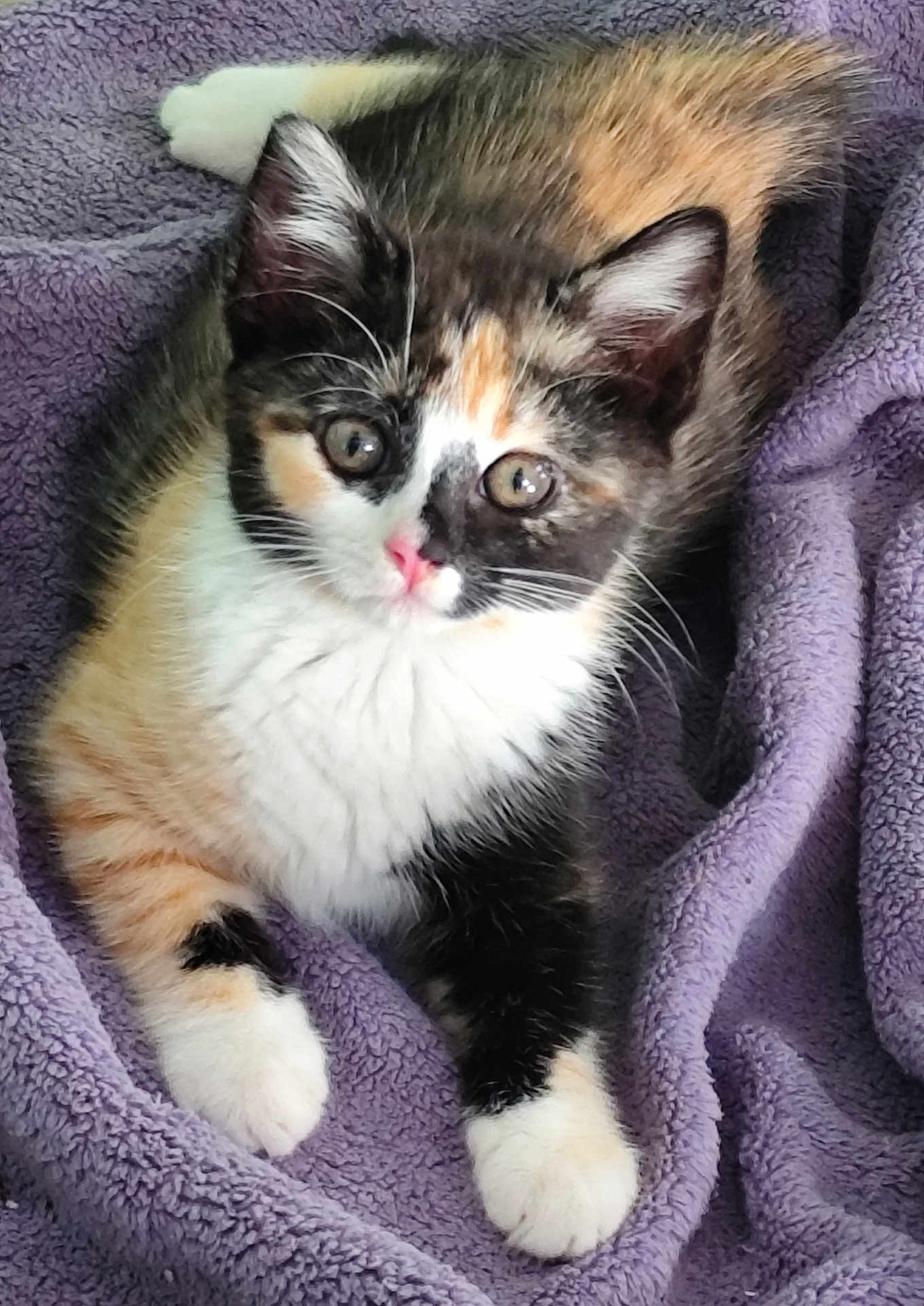 Moana