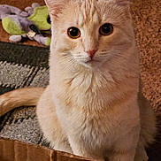 Jasper is registered to the contest to win money with this photo: cat, cream_colored, cardboard_box, carpet, plush_toy, indoor, pet, feline, curious, sitting, whiskers, ears, tail, fur, close_up, domestic_animal, animal, cute, alert, home