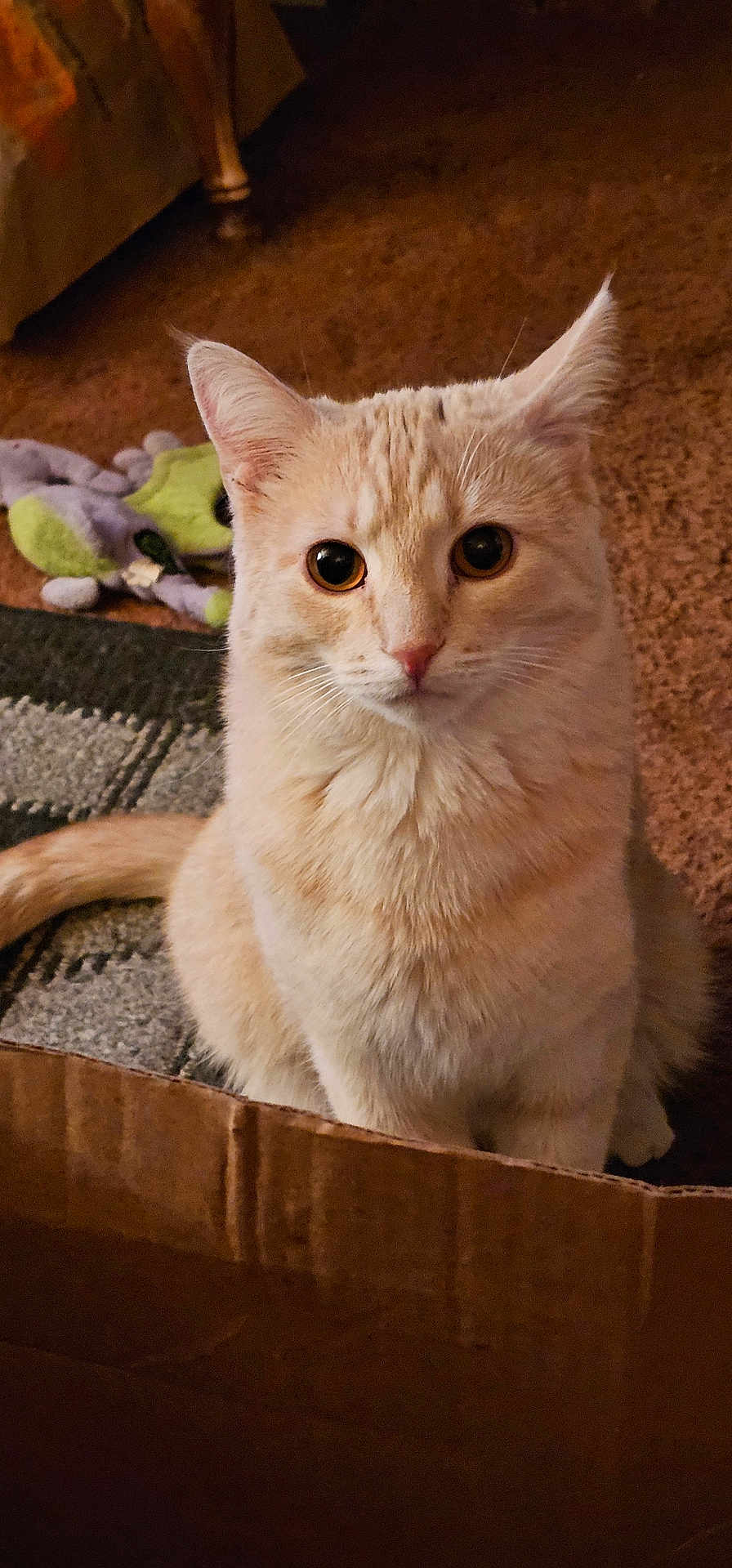 Jasper is registered to the contest to win money with this photo: cat, cream_colored, cardboard_box, carpet, plush_toy, indoor, pet, feline, curious, sitting, whiskers, ears, tail, fur, close_up, domestic_animal, animal, cute, alert, home