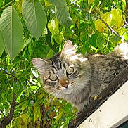 Winter joined the competition — help win amazing prizes! cat, tabby_cat, animal, pet, outdoor, nature, leaves, tree, roof, sunlight, fur, whiskers, eyes, curious, green, branch, daylight, closeup, mammal, fauna