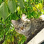 cat, tabby_cat, animal, pet, outdoor, nature, leaves, tree, roof, sunlight, fur, whiskers, eyes, curious, green, branch, daylight, closeup, mammal, fauna