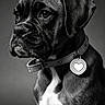 Bigoude'N a rejoint le concours — aidez-le/la à gagner de superbes lots ! dog, puppy, black_and_white, portrait, collar, heart_tag, pet, animal, close_up, studio, monochrome, cute, young, fur, ears, expression, looking_away, side_view, isolated, background