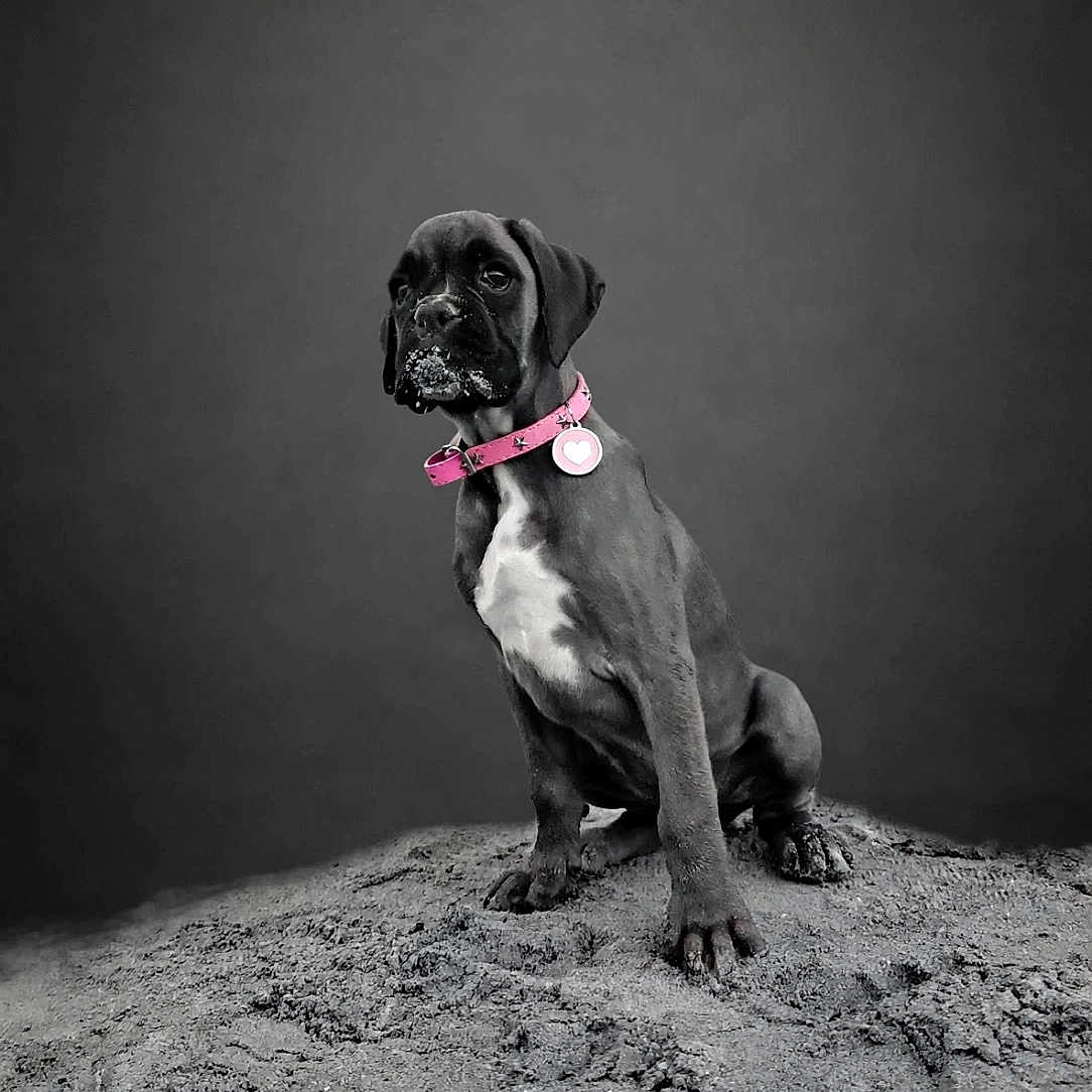 Bigoude'N a rejoint le concours — aidez-le/la à gagner de superbes lots ! dog, puppy, black_and_white, sand, collar, pink_collar, portrait, animal, pet, studio, mound, young_dog, sitting, curious, snout, playful, minimalist, dark_background, canine, isolated