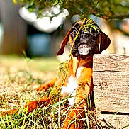 Bigoude'N a rejoint le concours — aidez-le/la à gagner de superbes lots ! dog, brown_dog, outdoor, grass, wood, leaf, tree_branch, sunlight, nature, relaxed, animal, pet, canine, resting, curious, shade, summer, ground, closeup, portrait
