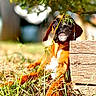 dog, brown_dog, outdoor, grass, wood, leaf, tree_branch, sunlight, nature, relaxed, animal, pet, canine, resting, curious, shade, summer, ground, closeup, portrait