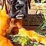 Bigoude'N participe au concours pour gagner de l'argent avec cette photo : dog, boxer, puppy, outdoor, grass, paws, close_up, sunlight, nature, wood, greenery, young_dog, pet, animal, curious, lying_down, brown_coat, large_paws, portrait, daylight