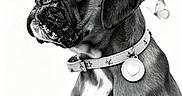 Bigoude'N participe au concours pour gagner de l'argent avec cette photo : puppy, dog, butterflies, black_and_white, collar, heart_tag, portrait, animal, cute, sitting, young_dog, pets, whimsical, nature, close_up, adorable, mammal, studio, isolated, gentle