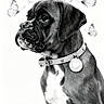 puppy, dog, butterflies, black_and_white, collar, heart_tag, portrait, animal, cute, sitting, young_dog, pets, whimsical, nature, close_up, adorable, mammal, studio, isolated, gentle