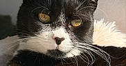 Ulya participe au concours pour gagner de l'argent avec cette photo : cat, black_and_white, close_up, portrait, golden_eyes, whiskers, feline, pet, indoor, fluffy, soft, resting, sunlight, cozy, relaxed, animal, cute, fur, face, domestic_cat