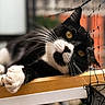cat, black_and_white, pet, animal, feline, close_up, whiskers, paw, net, wood, relaxed, curious, portrait, outdoor, soft_focus, yellow_eyes, cute, domestic_cat, resting, fence