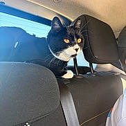 Ulya participe au concours pour gagner de l'argent avec cette photo : cat, black_and_white, golden_eyes, car_interior, headrest, seatbelt, sunlight, window, pet, animal, feline, curious, indoor, travel, seat, whiskers, fur, looking, vehicle, side_view