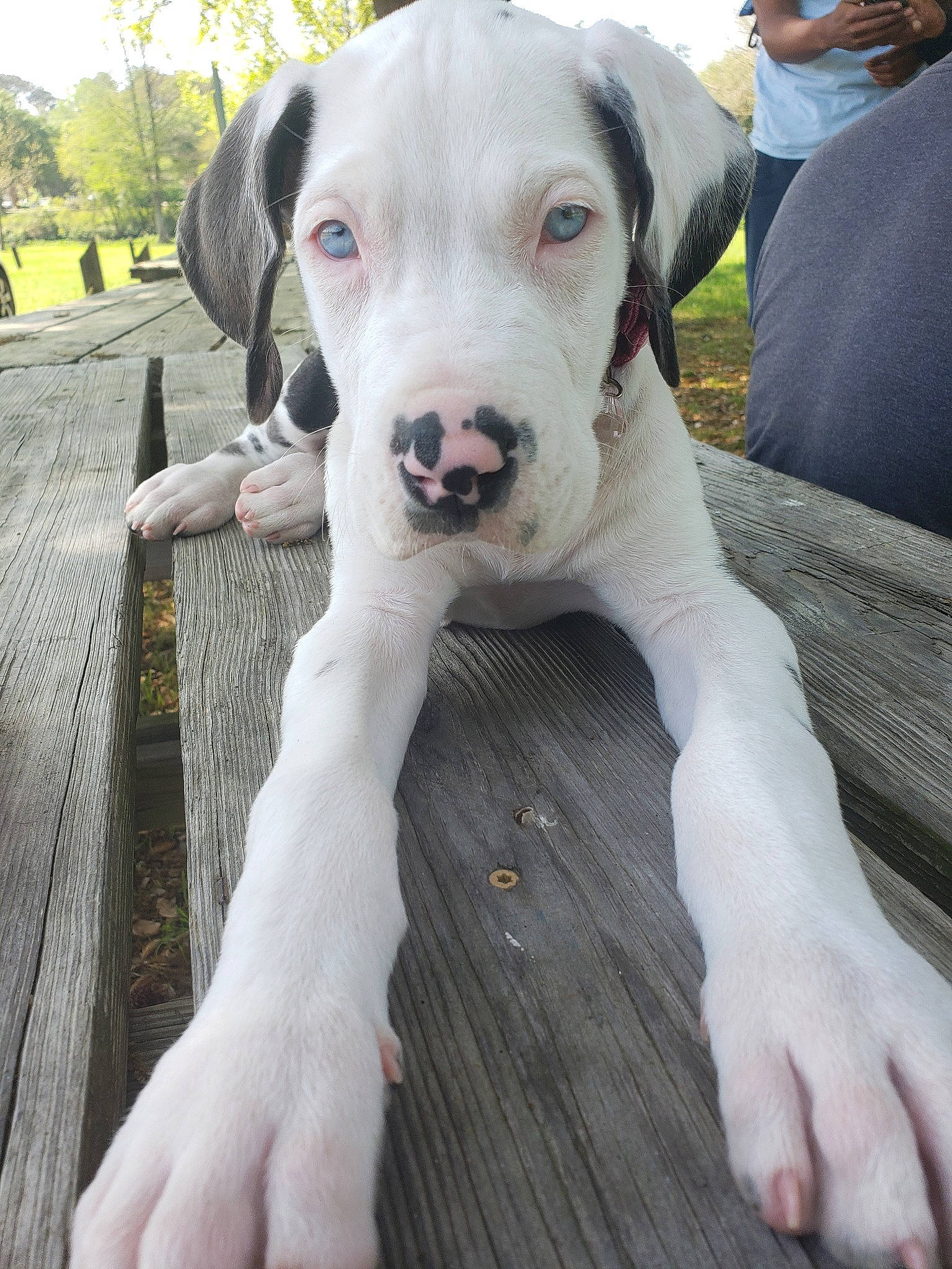 Mavi joined the competition — help win amazing prizes! american_bulldog, bully_kutta, canidae, carnivore, catahoula_bulldog, dog, dog_breed, dogo_argentino, dogo_guatemalteco, fawn, great_dane, guard_dog, mammal, molosser, non_sporting_group, pit_bull, puppy, rare_breed_dog, snout, vertebrate