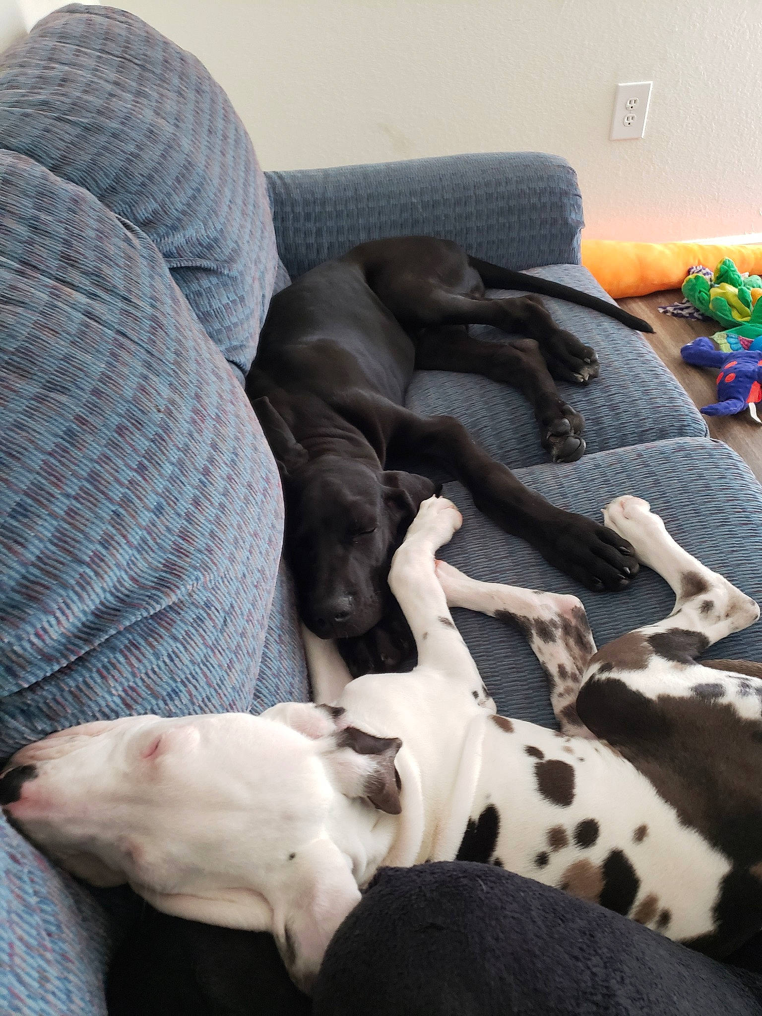 Mavi joined the competition — help win amazing prizes! canidae, carnivore, companion_dog, dog, dog_breed, fawn, great_dane, guard_dog, italian_greyhound, mammal, nap, non_sporting_group, pointer, puppy, sleep, sporting_group