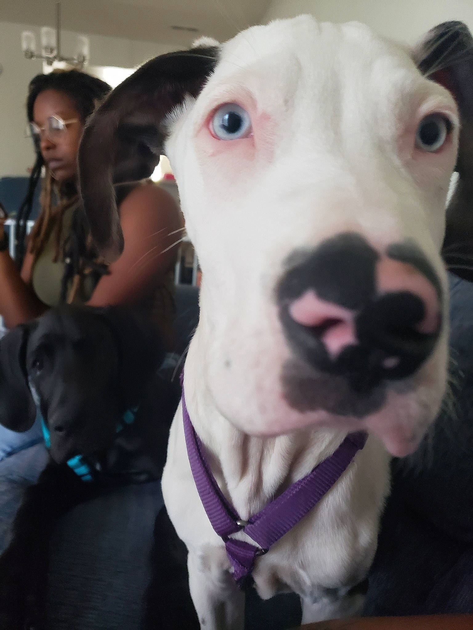 Mavi is registered to the contest to win money with this photo: american_pit_bull_terrier, american_staffordshire_terrier, bull_terrier, bull_terrier_miniature, canidae, carnivore, dog, dog_breed, ear, fawn, great_dane, head, jaw, mammal, non_sporting_group, nose, pit_bull, rare_breed_dog, snout