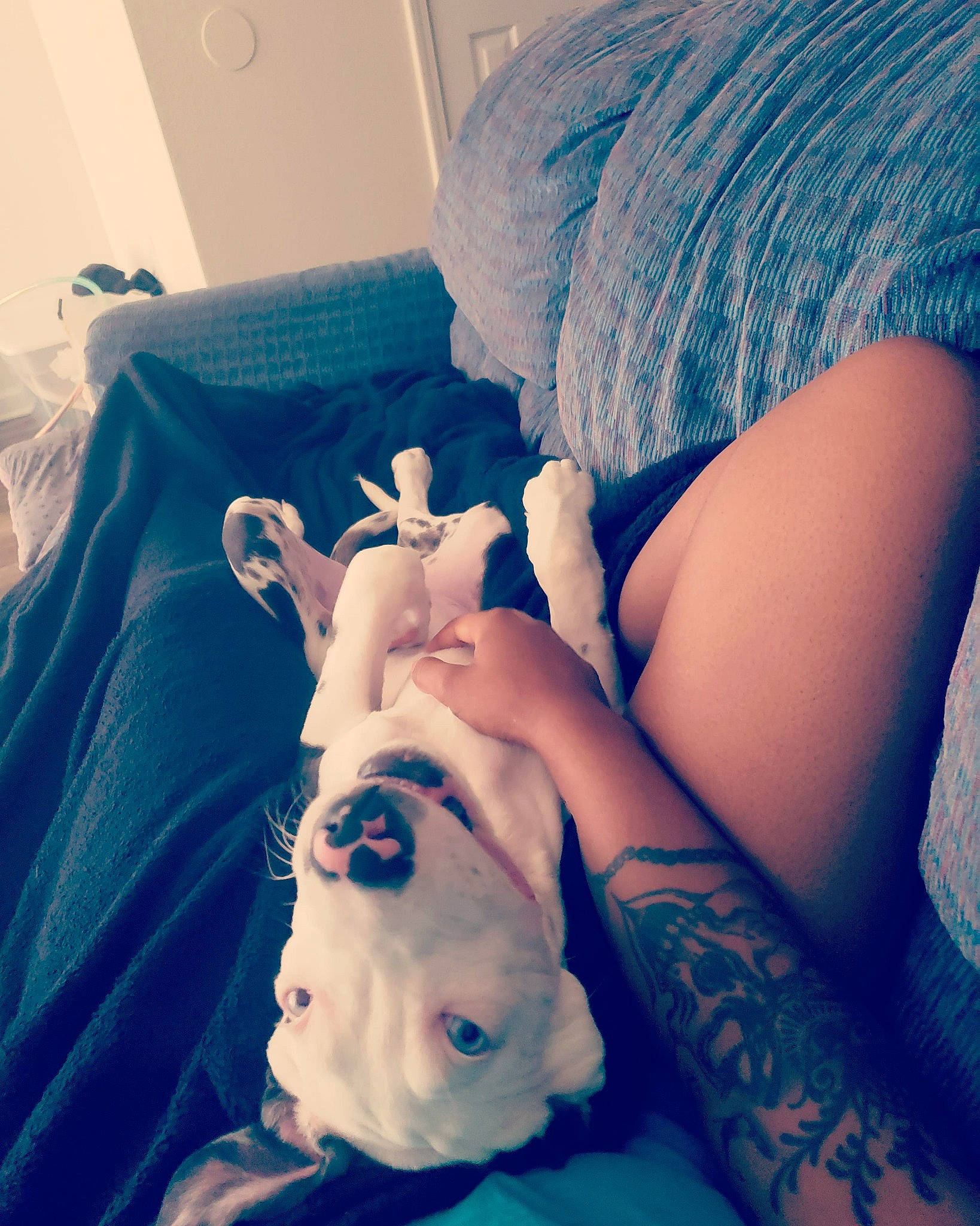 Mavi joined the competition — help win amazing prizes! arm, baby, birth, blue, boston_terrier, canidae, cheek, child, dog, ear, finger, hand, head, joint, leg, linens, non_sporting_group, room, skin, toddler