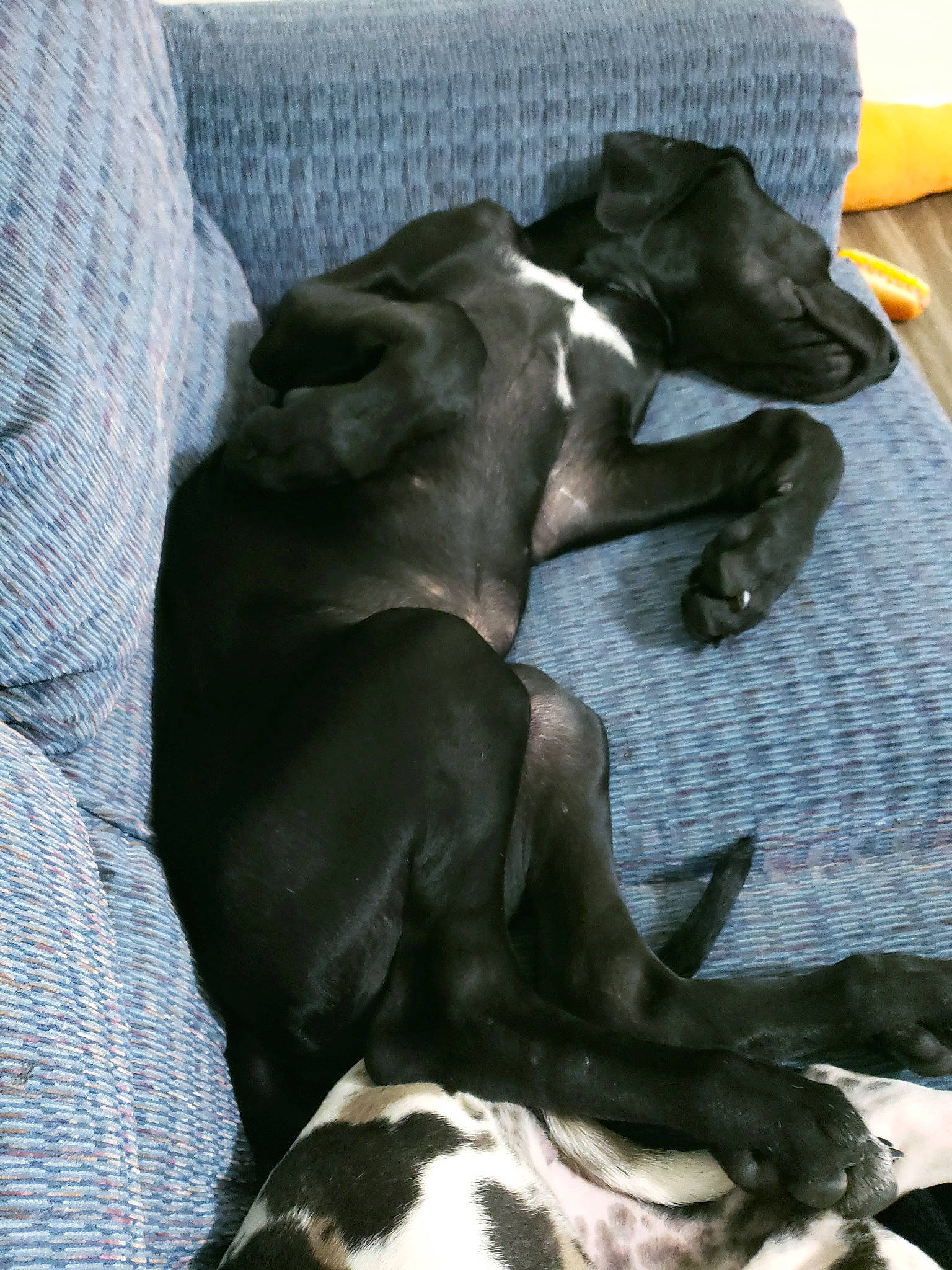 Niklaus is registered to the contest to win money with this photo: canidae, carnivore, dog, dog_breed, great_dane, guard_dog, italian_greyhound, mammal, non_sporting_group, pointer, snout, sporting_group, vertebrate, weimaraner