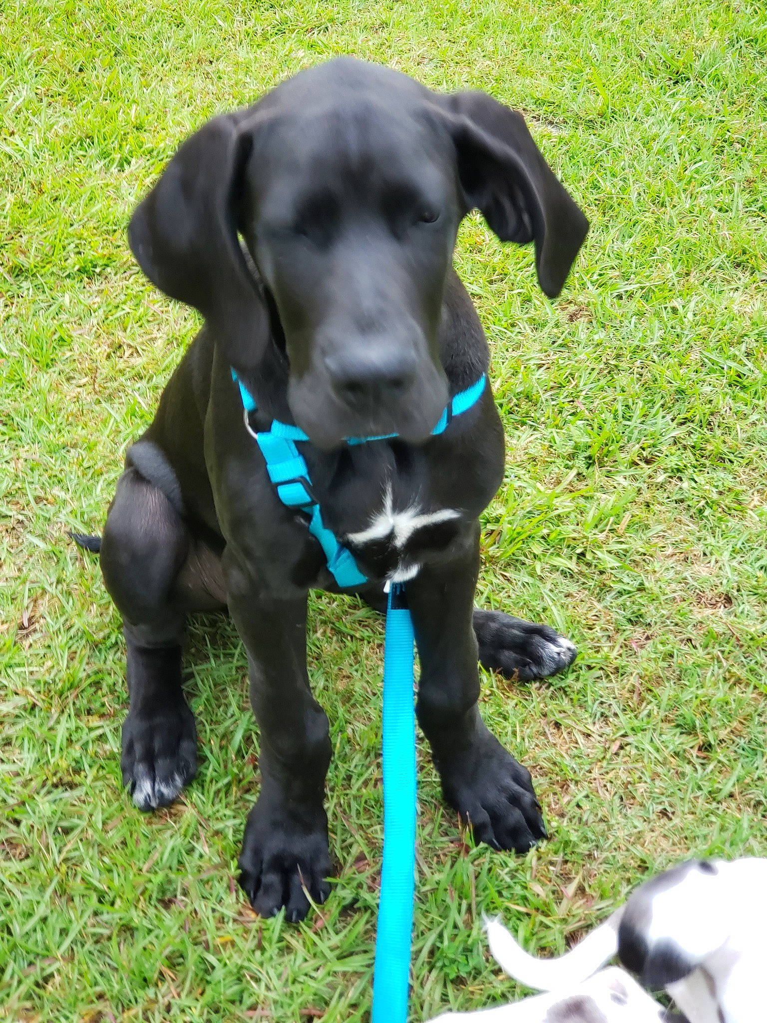 Niklaus is registered to the contest to win money with this photo: beagador, blue_lacy, canidae, carnivore, companion_dog, dog, dog_breed, eurohound, great_dane, hunting_dog, labrador_retriever, mammal, patterdale_terrier, plott_hound, puppy, rare_breed_dog, snout, sporting_group, vertebrate, working_dog