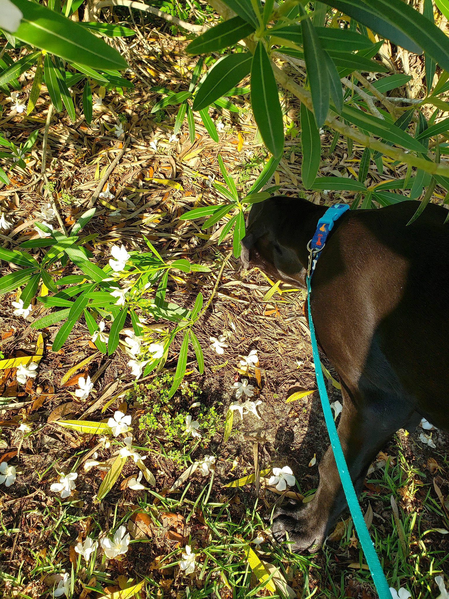 Niklaus joined the competition — help win amazing prizes! adaptation, canidae, carnivore, fawn, grass, jungle, leaf, organism, plant