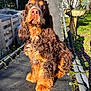brown_fur, close_up, cocker_spaniel, dog, fluffy, garden, grass, long_ears, metal_frame, nose, outdoors, paws, pet, plant_pot, portrait, shadow, shrubbery, sitting, sunlight, trampoline