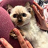 Willow joined the competition — help win amazing prizes! animal, blue_eyes, cat, closeup, cozy, cute, face, fingers, fluffy, fur, hand, indoor, kitten, paw, pet, pink_background, siamese, texture, whiskers, young