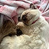 Willow joined the competition — help win amazing prizes! animal, blanket, cat, closeup, cozy, cute, domestic_animal, fluffy, fur, indoor, mammal, pet, pink, relaxation, resting, sleeping, soft, tail, whiskers, white