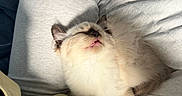 Willow joined the competition — help win amazing prizes! animal, casual, cat, clothing, cozy, cute, fluffy, fur, hoodie, indoor, lap, paws, pet, relaxing, resting, sleeping, soft_light, tongue_out, warm, whiskers