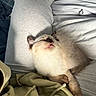 animal, casual, cat, clothing, cozy, cute, fluffy, fur, hoodie, indoor, lap, paws, pet, relaxing, resting, sleeping, soft_light, tongue_out, warm, whiskers