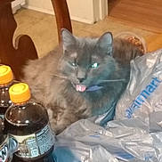 Nugget is registered to the contest to win money with this photo: american_curl, asian, carnivore, cat, chartreux, domestic_long_haired_cat, domestic_short_haired_cat, felidae, german_rex, kitten, korat, nebelung, russian_blue, small_to_medium_sized_cats, tonkinese, whiskers