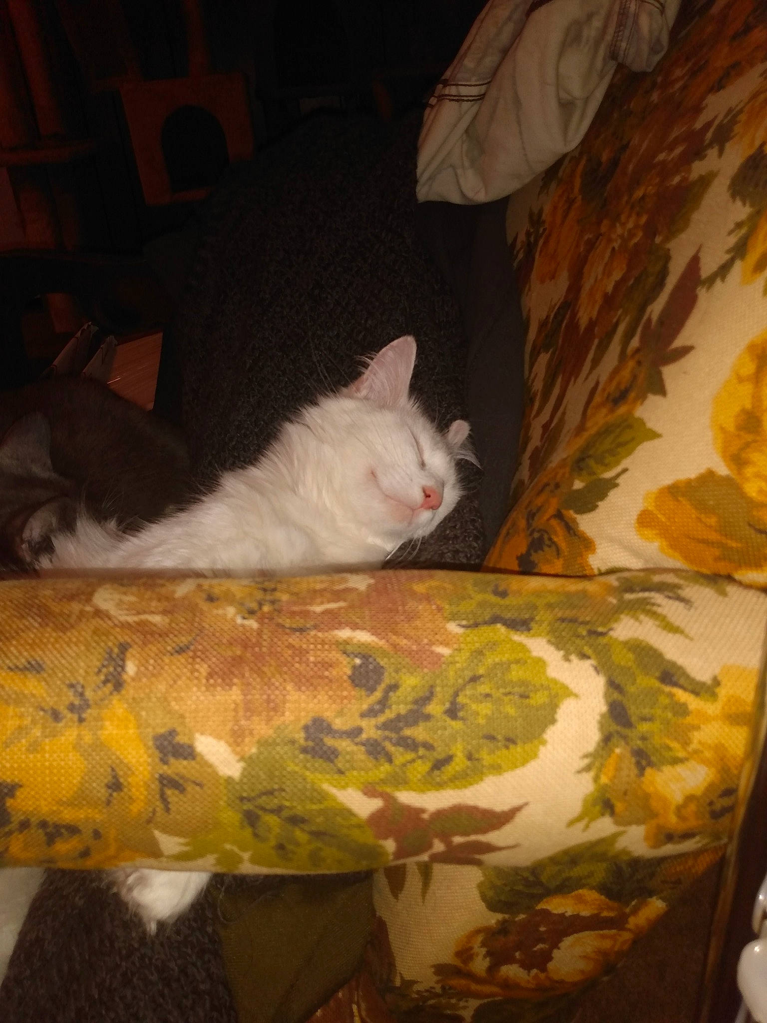 Peanut