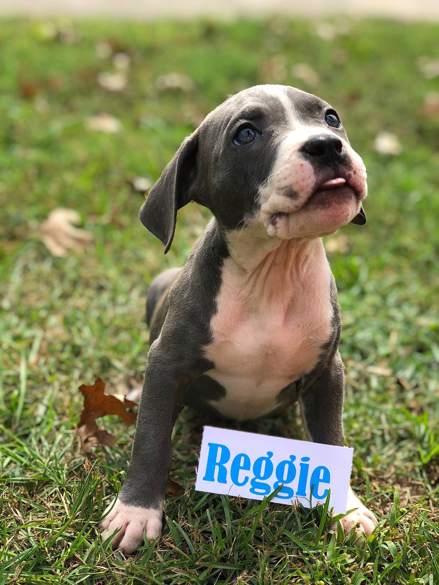 Reggie joined the competition — help win amazing prizes! canidae, carnivore, collar, companion_dog, dog, dog_breed, dog_supply, fawn, grass, grassland, gun_dog, liver, plant, snout, sporting_group, tail, terrestrial_animal, whiskers, working_animal, working_dog